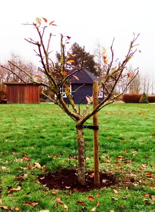 Ungt æbletræ beskyttet med trådnet - Liljensøe Have & Landskab Design