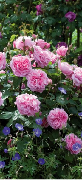 Rose ”Gertrude Jekyll” - Liljensøe Have & Landskab Design