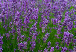 Lavendel ”Munstead” - Liljensøe Have & Landskab Design