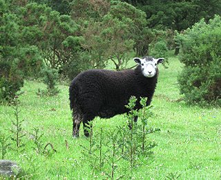 Cumbria bjerge pastoral med får, enebær og tidsler